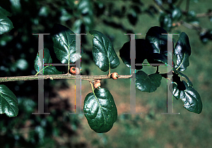 Picture of Quercus agrifolia 