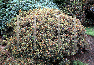 Picture of Rhododendron polycladum 