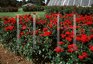 Picture of Rosa  'Ingrid Bergman'