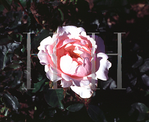 Picture of Rosa  'Valentine Heart'