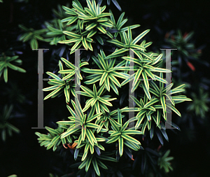 Picture of Taxus baccata 'Fastigiata Aurea'