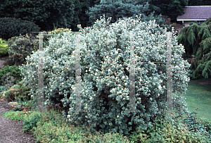 Picture of Potentilla fruticosa 'Vilmoriniana'