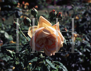 Picture of Rosa  'Golden Celebration'