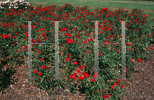 Picture of Rosa  'Red Rascel'