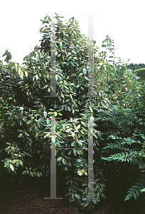 Picture of Elaeagnus x ebbingei 'Limelight'