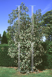 Picture of Eucryphia x nymansensis 