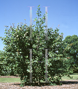 Picture of Euonymus latifolius 