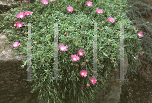 Picture of Delosperma lavisiae 