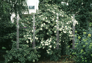 Picture of Eucryphia glutinosa 