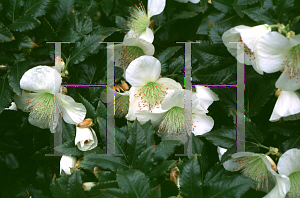 Picture of Eucryphia glutinosa 