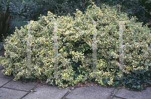 Picture of Euonymus fortunei 'Emerald 'n Gold'