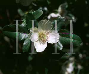 Picture of Eucryphia x nymansensis 