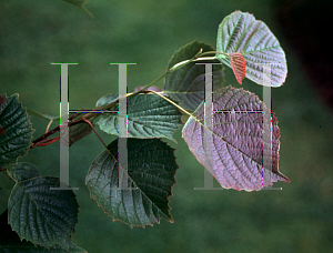 Picture of Euptelea polyandra 