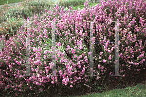 Picture of Erica cinerea 