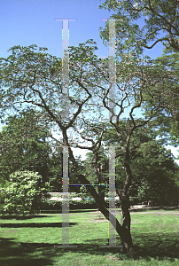 Picture of Gleditsia caspica 'Nana'