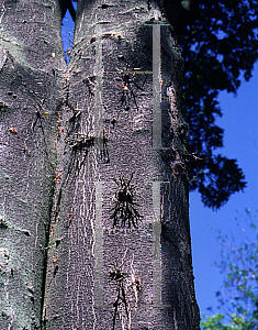 Picture of Gleditsia triacanthos 'Nana'