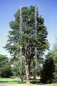 Picture of Gleditsia triacanthos 'Nana'