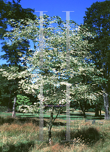 Picture of Gymnocladus dioicus 'Variegata'