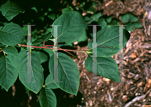 Picture of Euonymus latifolius 