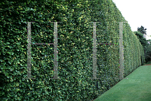 Picture of Fagus sylvatica 