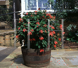 Picture of Fuchsia triphylla 'Gartenmeister Bonstedt'