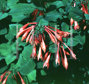 Picture of Fuchsia triphylla 'Gartenmeister Bonstedt'