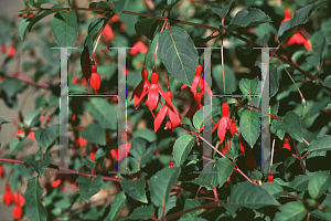 Picture of Fuchsia x 'Mrs. Popple'