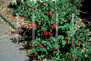 Picture of Fuchsia x 'Mrs. Popple'