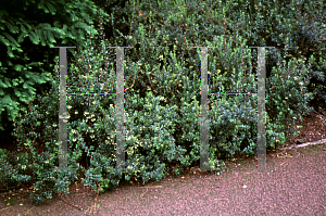 Picture of Gaultheria mucronata 'Bell's Seedling'