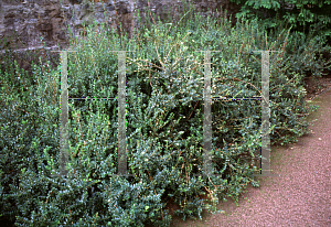 Picture of Gaultheria mucronata 'Bell's Seedling'