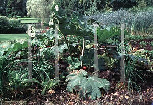 Picture of Gunnera manicata 