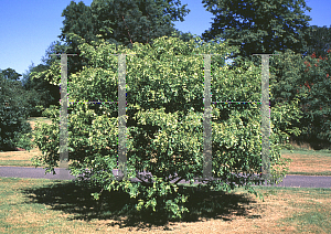 Picture of Gleditsia sinensis 