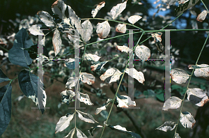 Picture of Gymnocladus dioicus 'Variegata'