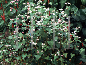 Picture of Polygonum fagopyrum 