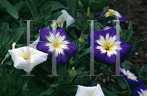 Picture of Convolvulus tricolor 