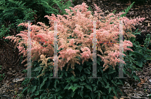 Picture of Astilbe simplicifolia 'Dunkellachs'