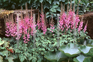 Picture of Astilbe chinensis 'Pumila'