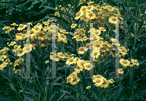 Picture of Helenium autumnale 