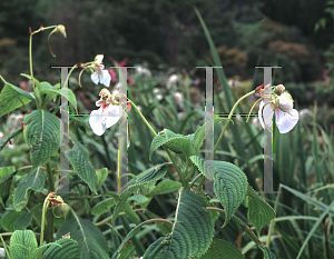 Picture of Impatiens tinctoria 