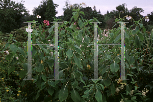 Picture of Impatiens tinctoria 