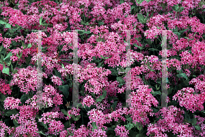 Picture of Silene armeria 'Electra'