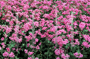 Picture of Silene armeria 'Electra'