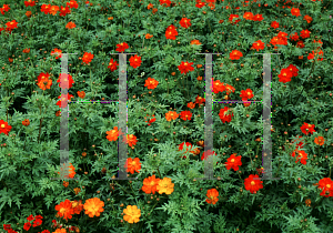 Picture of Cosmos sulphureus 'Ladybird Scarlet'