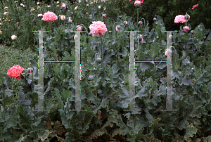 Picture of Papaver somniferum 'Pink Charm'