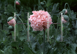 Picture of Papaver somniferum 'Pink Charm'