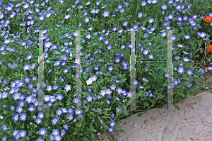 Picture of Nemophila menziesii 