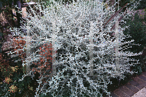 Picture of Teucrium fruticans 