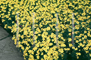 Picture of Tagetes tenuifolia 'Golden Gem'