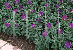 Picture of Verbena  'Blue Lagoon'