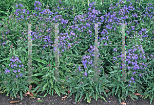 Picture of Anchusa capensis 'Blue Angel'